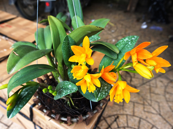 Trồng phong lan rừng