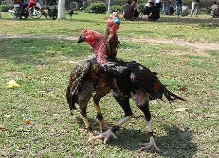 Luyện vần hơi cho gà nòi