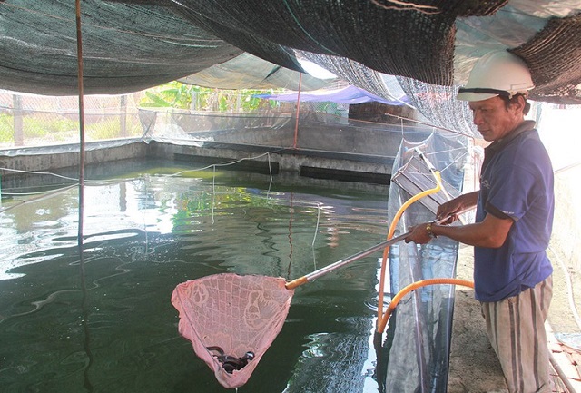 Thức ăn cho cá chình cần đảm bảo cung cấp độ đạm cần thiết