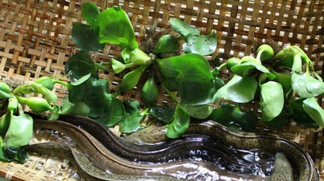 Cá chình rất dễ mắc phải bệnh thủy mi làm ảnh hưởng đến quá trình hô hấp của cá