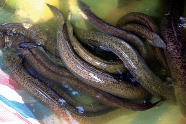 Rận sống trên cá trình xuất hiện quanh năm nhưng nhiều nhất là vào mùa mưa