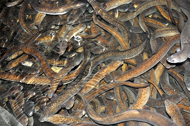 Ao nuôi có diện tích phụ thuốc vào số lượng cá chình mà bạn nuôi