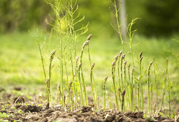 Đất trồng măng tây