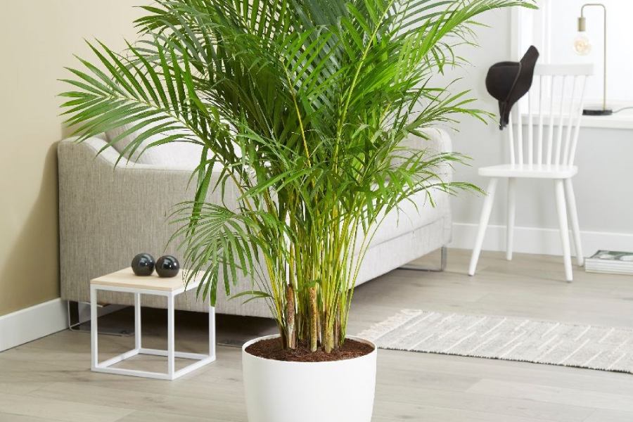 Mua cây cảnh online uy tín tại Ban Công Xanh