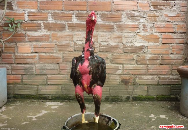 Làm nước ngâm chân cho gà nòi đòn