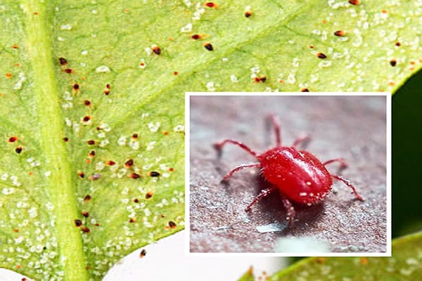 Nhện đỏ ở đu đủ lùn