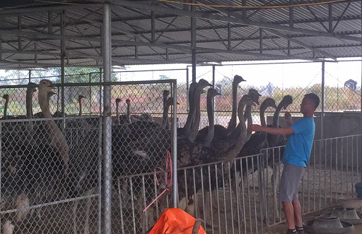 Thức ăn nuôi đà điểu hiệu quả