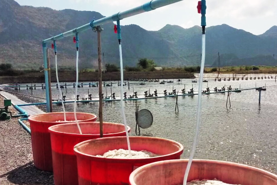 nuôi tôm copefloc là gì