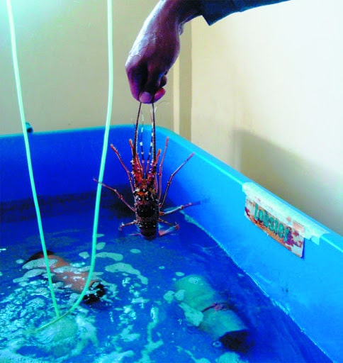 Nuôi tôm hùm trong bể