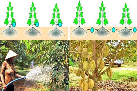 Nước tưới sầu riêng sau thu hoạch