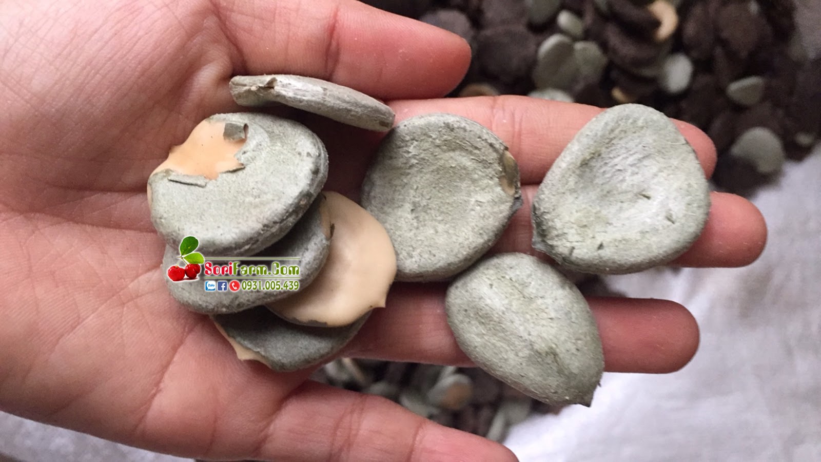 phần trong của hạt gấc