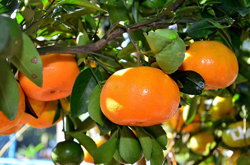 Đất trồng quýt hồng