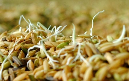 thóc giống phải no nước