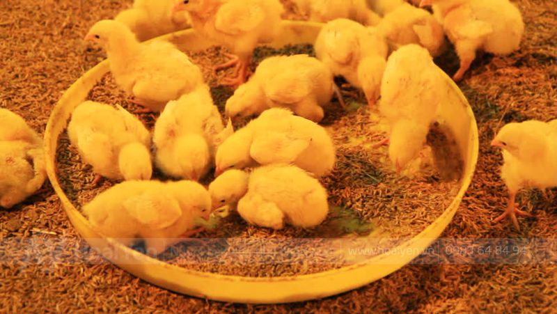 Thức ăn cho gà con