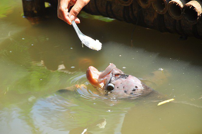 Thức ăn cho cá tai tượng