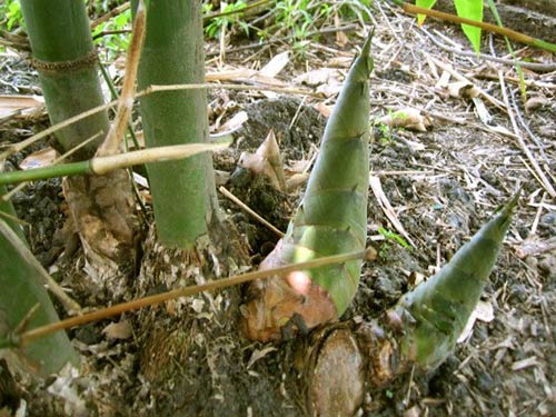 Trồng tre Bát Độ