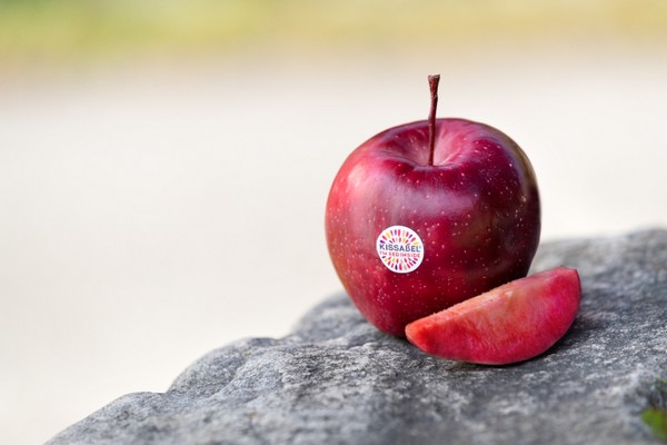 giống cây ăn quả mới