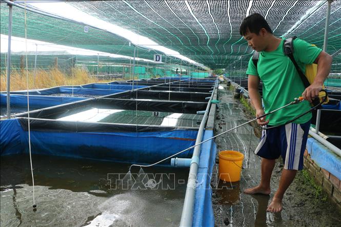 Nuôi tôm hùm nước ngọt