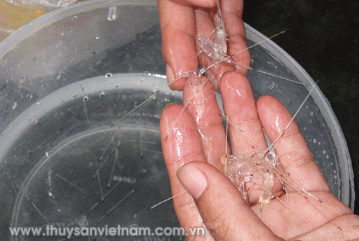 Tôm hùm giống con