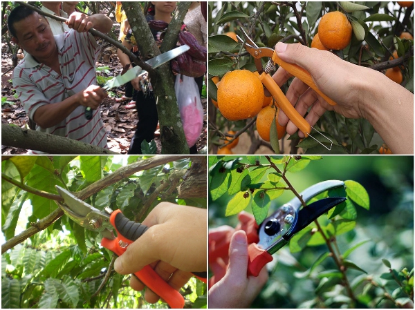 Cách tỉa cam canh Bonsai