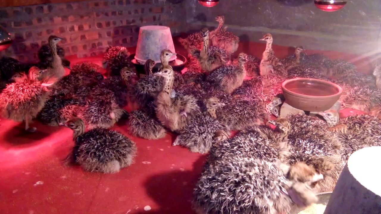 kỹ thuật chăn nuôi cũng như chăm sóc đà điểu 