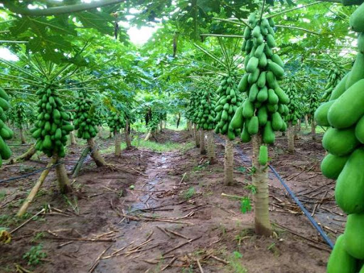 Cách chăm sóc cây đu đủ: cắm cọc quanh cây giữ cây không đổ ngã