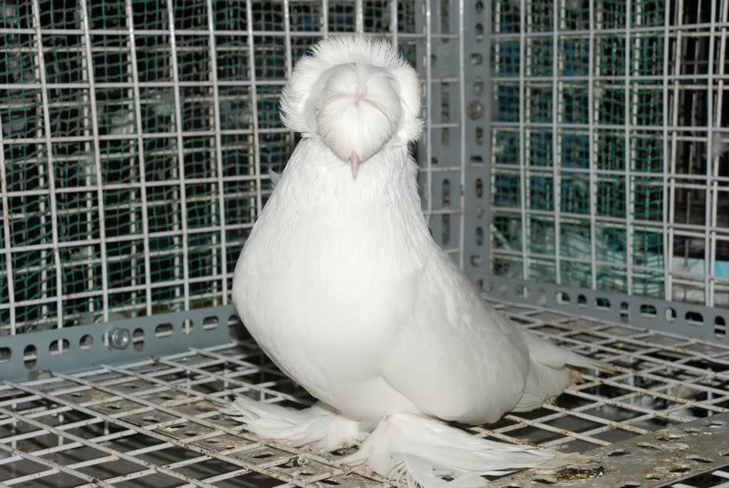 chim bồ câu bông cúc