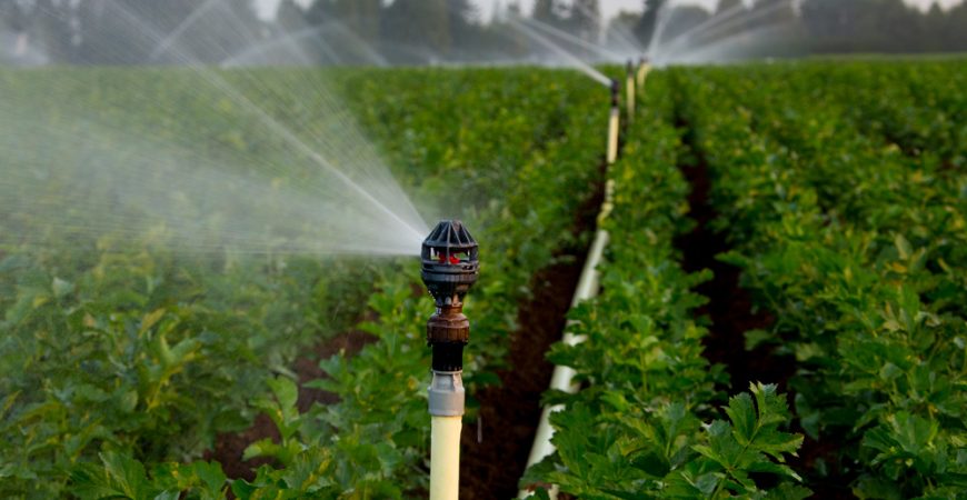 Cách chăm sóc mai vàng từ tháng 7 tới tháng 10