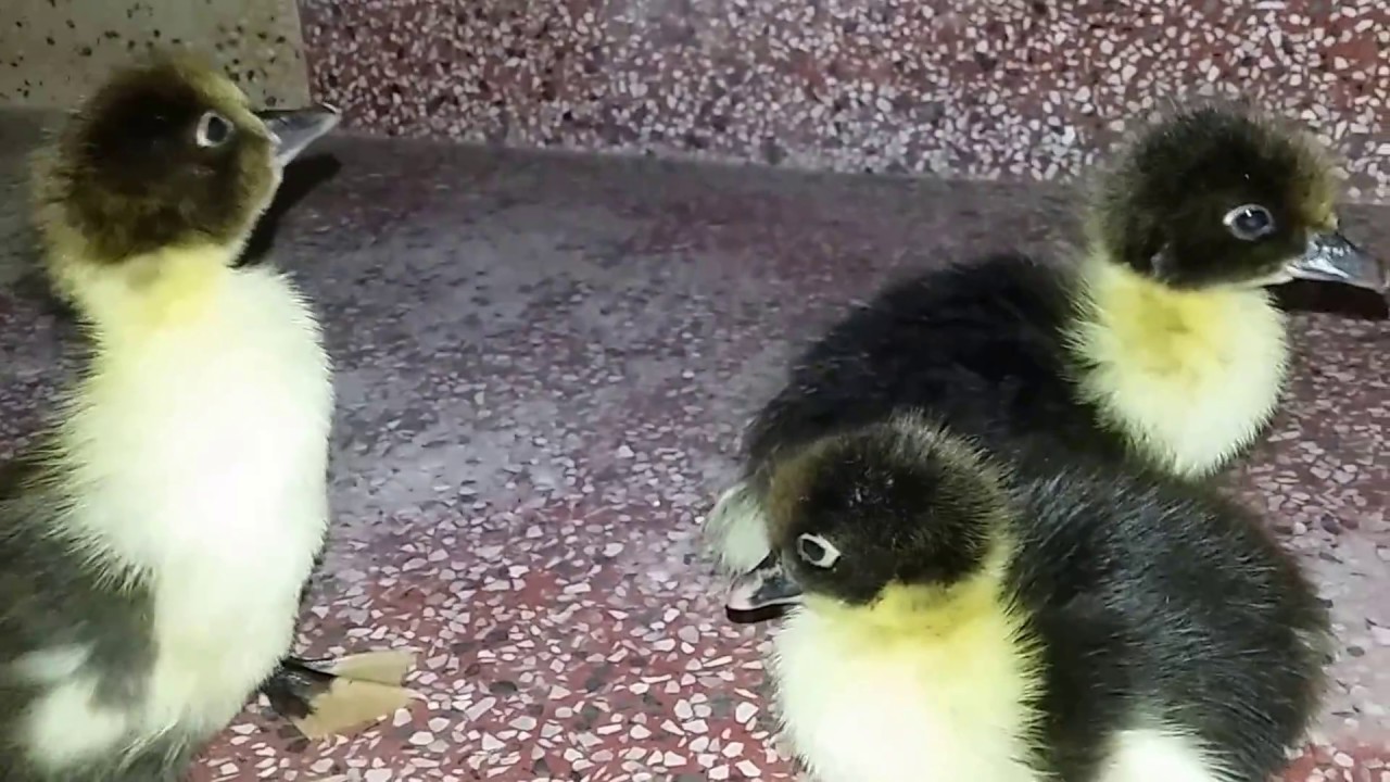 Chăm sóc vịt xiêm con