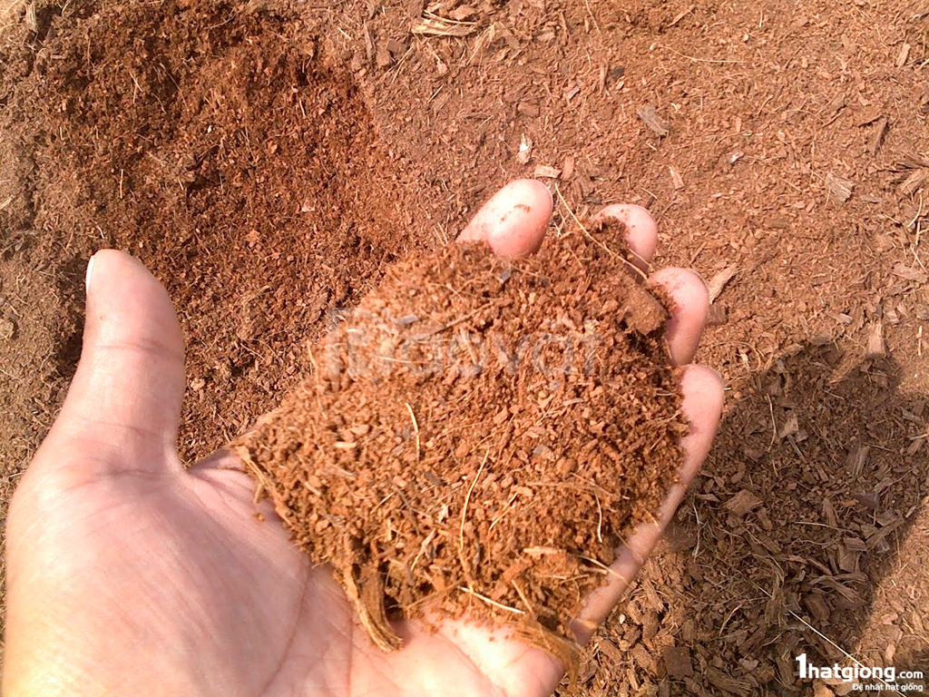 Đất phù sa phù hợp để trồng gấc