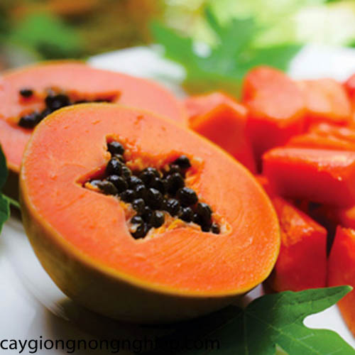 Đu đủ lùn Thái Lan (nguồn:caygiongnongnghiep.com)