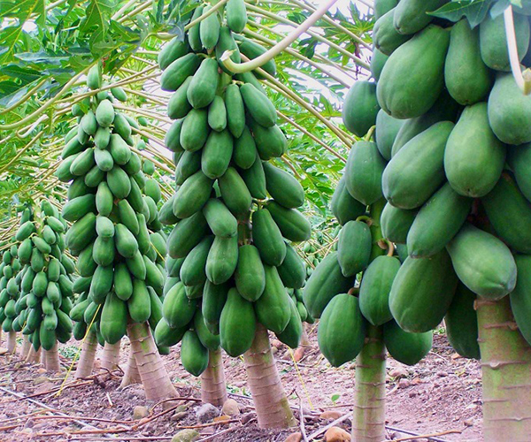 Điều kiện sinh trưởng của đu đủ lùn