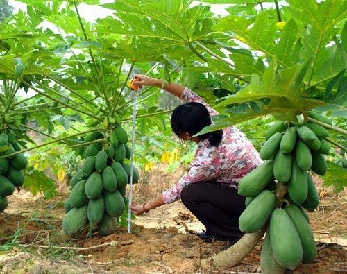 Mật độ trồng đu đủ lùn 