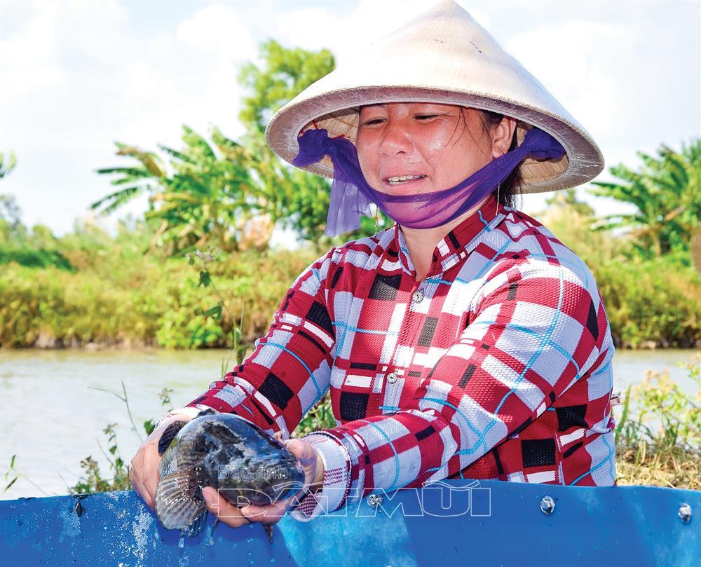 nuôi cá bống tượng