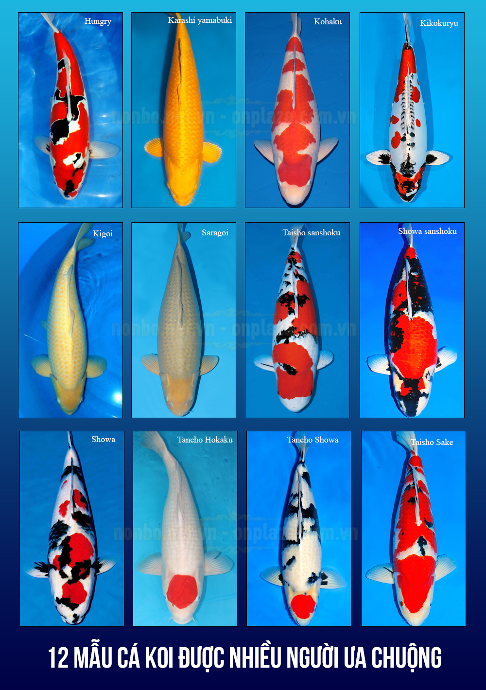 Các loại cá Koi được săn lùng nhiều