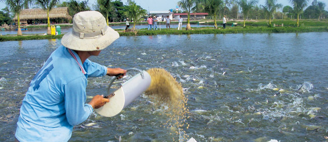 Thức ăn cho cá trê