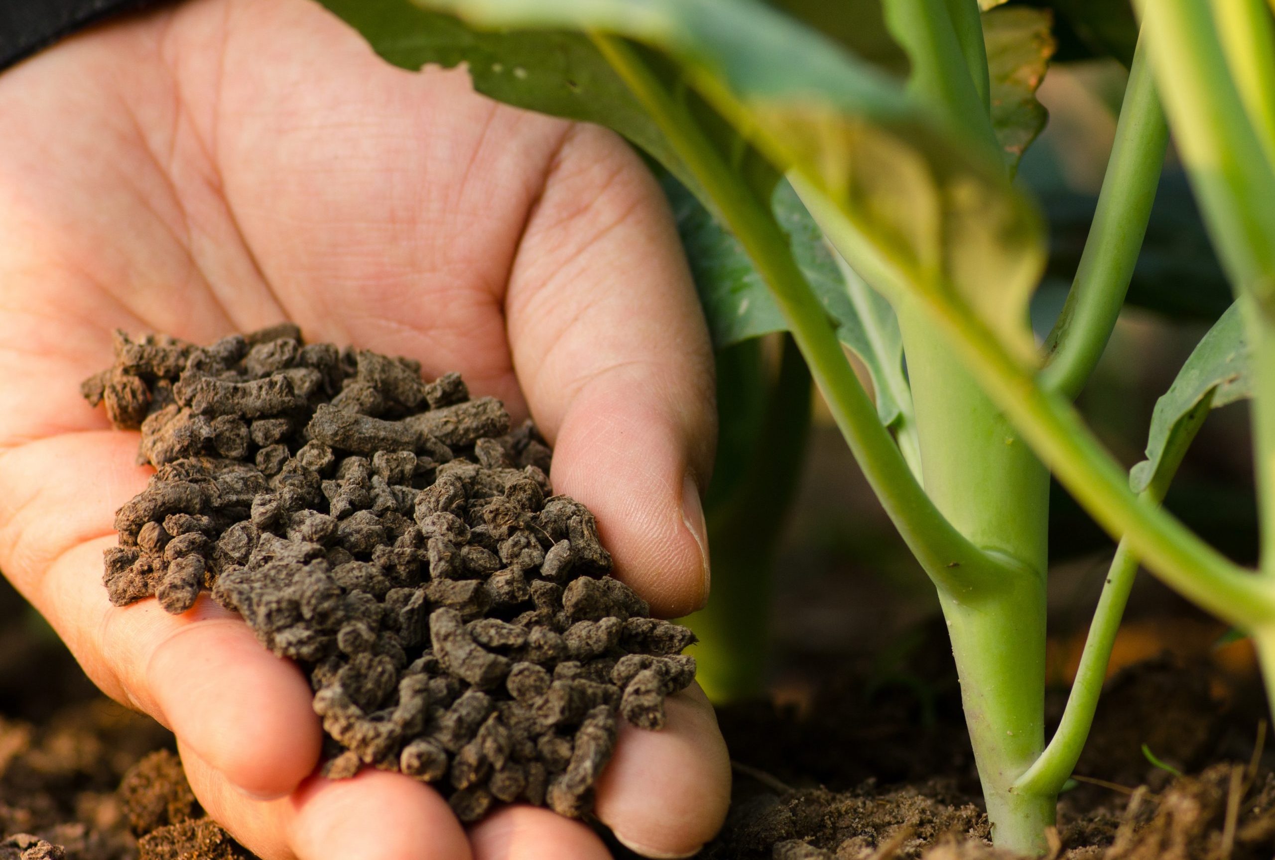 Cách bón thúc cho cây trồng phổ biến