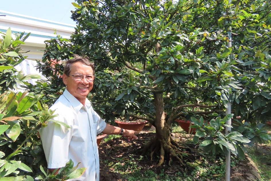 Cách chăm sóc mai vàng từ tháng 7 đến tháng 10