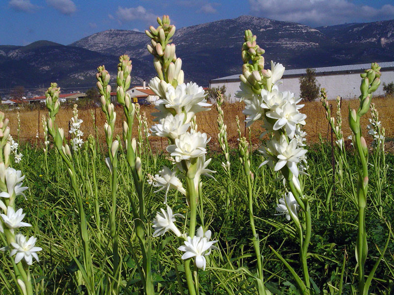 Khoảng cách trồng cây hoa huệ