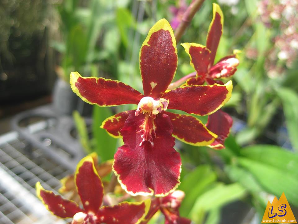 Lan vũ nữ mèo đỏ