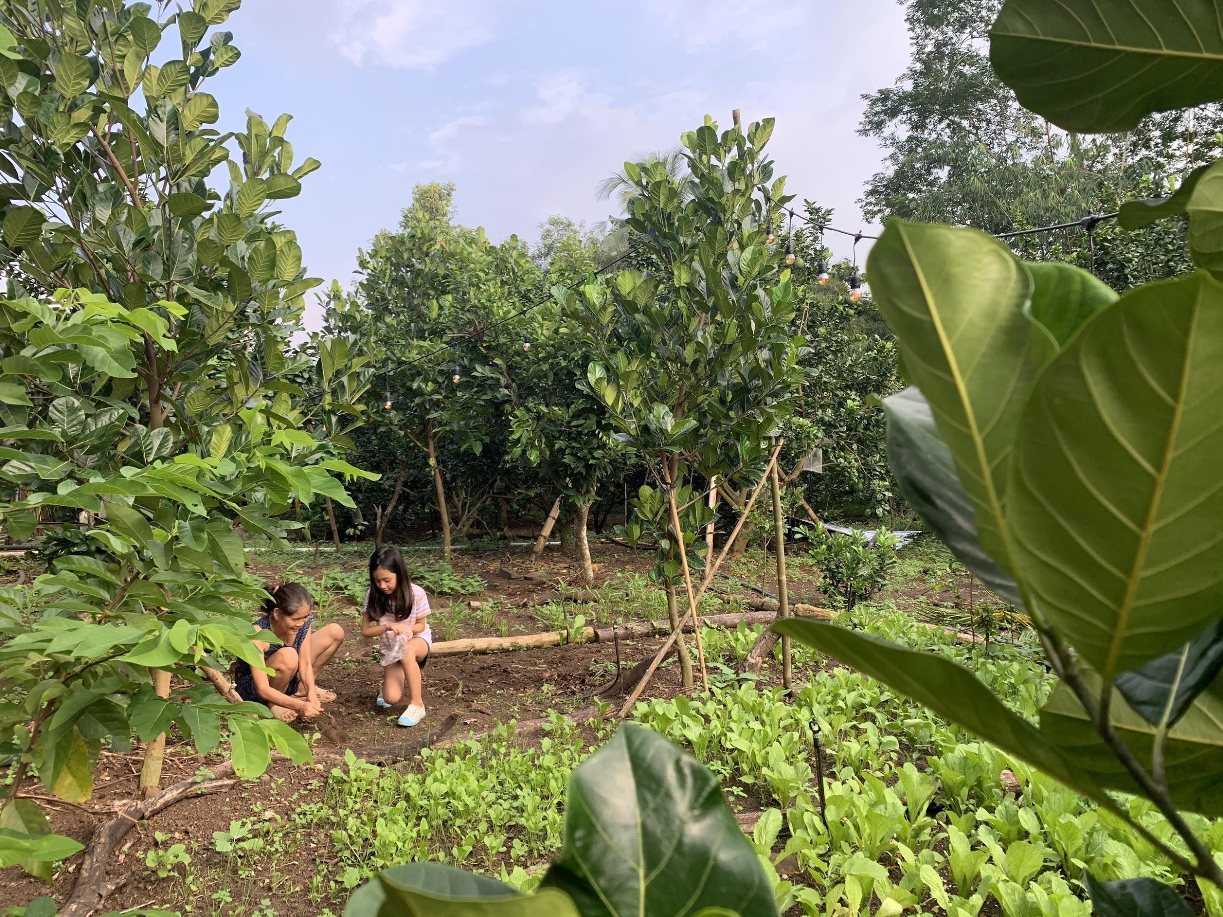 Nhà gỗ vườn đẹp tại Long khánh - Đồng Nai 11