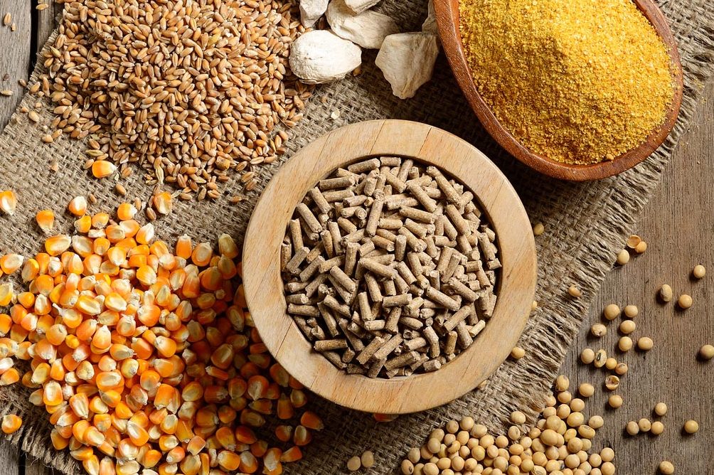 Thức ăn cho cá trê lai 