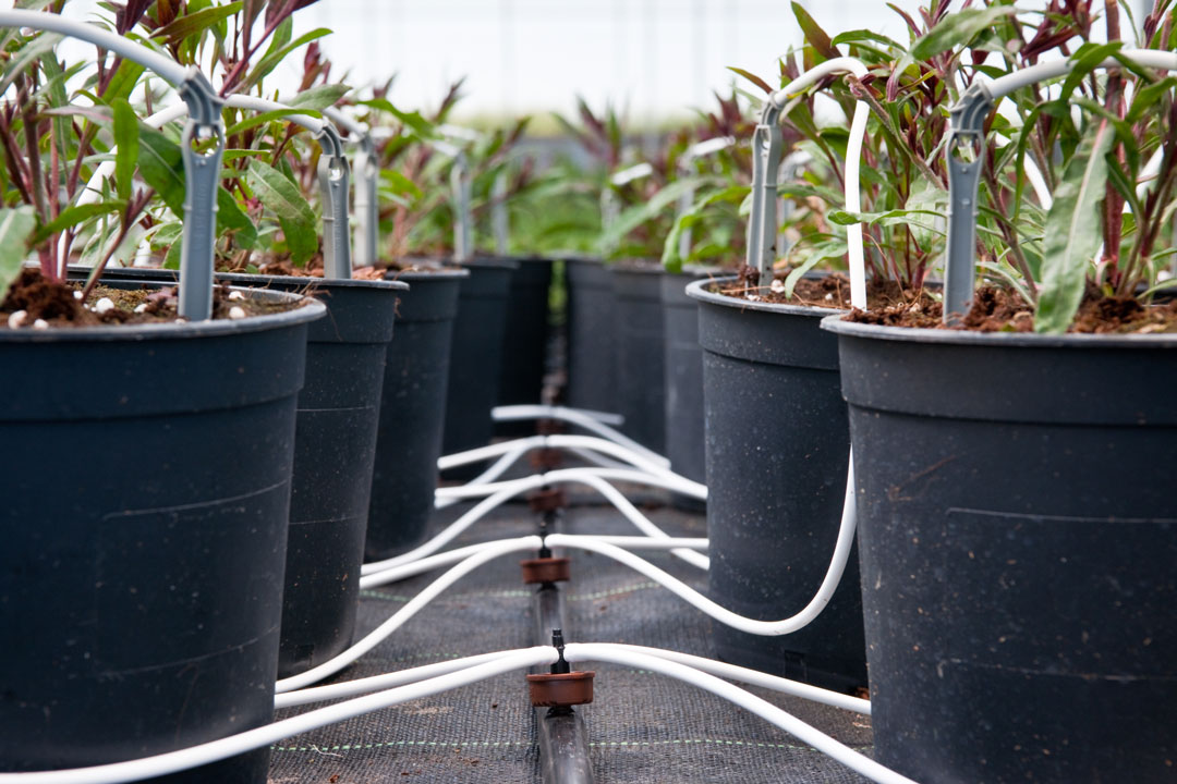 Tưới nhỏ giọt cho cây trồng trong bịch, trong chậu, nhà kính