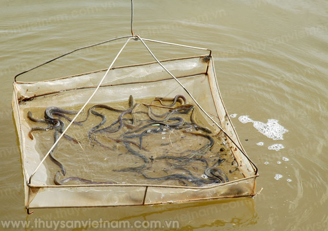 Cải tạo ao nuôi cá chình