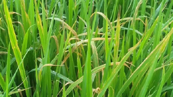 Loại vi khuẩn gây bệnh cháy bìa lá thường sẽ lây lan trong nước