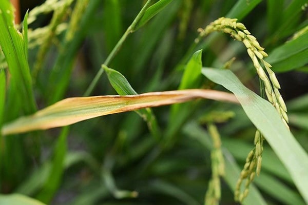 Triệu chứng của bệnh cháy lá lúa khá dễ để nhận diện