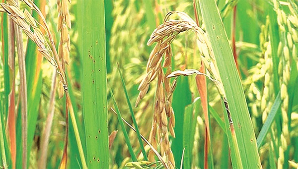 Bệnh đạo ôn chỉ có thể phòng chứ không thể trừ dứt điểm