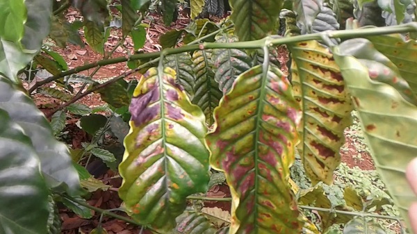 Triệu chứng của bệnh khô cành khô quả trên cây cà phê dễ để nhận diện