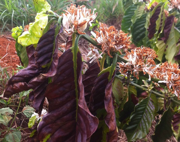 Có 3 nguyên nhân chính gây ra bệnh khô cành khô quả trên cây cà phê