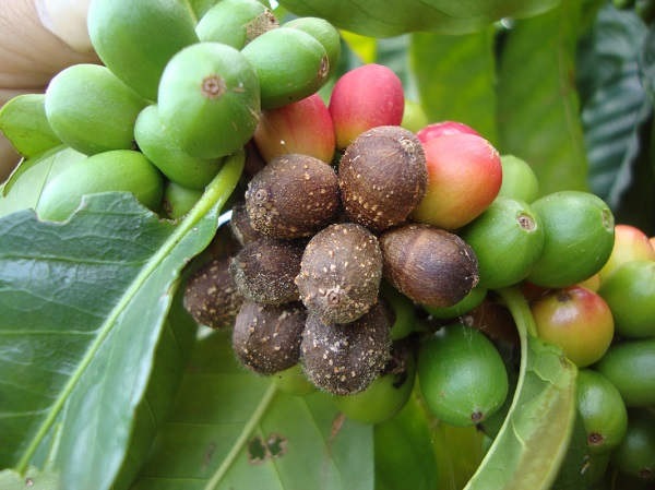 Bộ phận nhiễm bệnh phổ biến nhất vẫn là trên quả